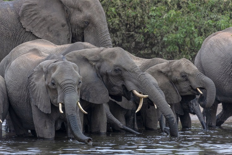 Botswana Auctions For Hunting Elephants