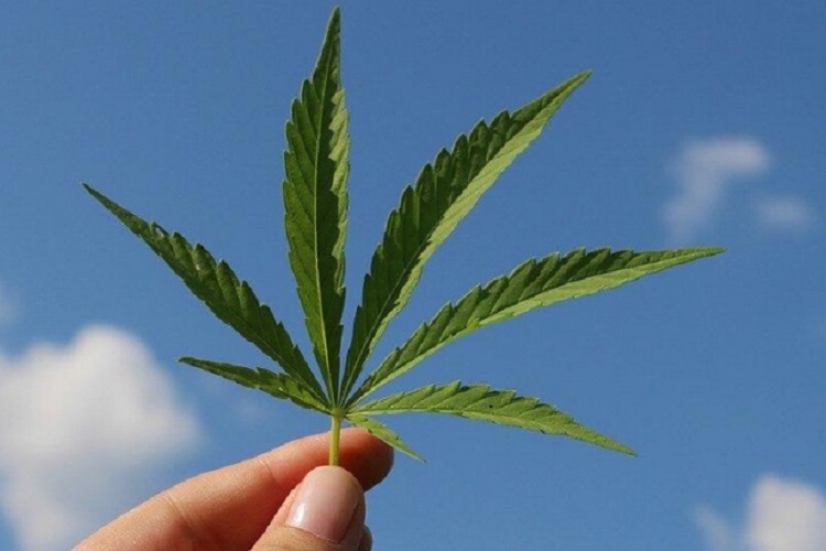 Scientists Discover Cannabis Compound That Could Be 30 Times More Potent Than THC
