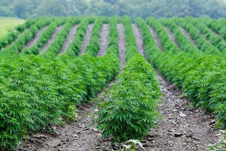Growing Hemp for CBD and Fiber